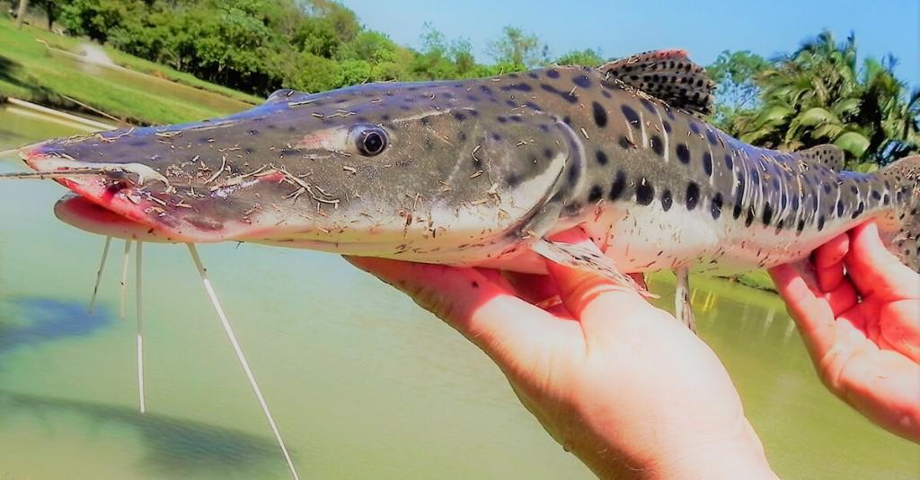 Giant Spotted Tiger Shovelnose Catfish (Pseudoplatystoma corruscans sp)