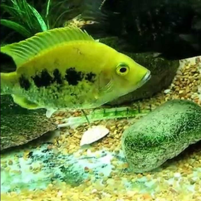 East Coast Gold Madagascar Cichlid (Ptychochromis grandidieri)