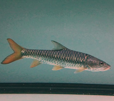 Red-tailed Golden Mahseer (Tor yingjiangensis)