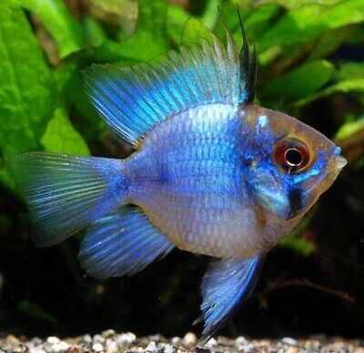 Electric Blue Balloon Ram Cichlid (Mikrogeophagus ramirezi)