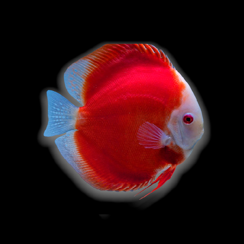 Super Red Melon Discus (Symphysodon aequifasciatus)