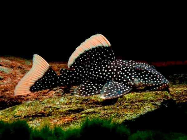 L081 Fine Spot Gold Nugget Pleco (Baryancistrus xanthellus)