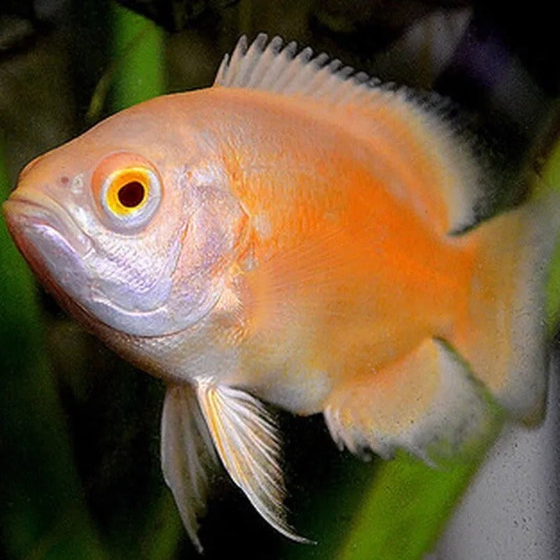 Albino Red Ruby Oscar Cichlid (Astronotus ocellatus)