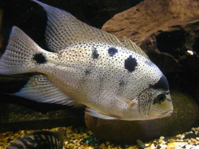 Silver Cichlid (Vieja argentea)