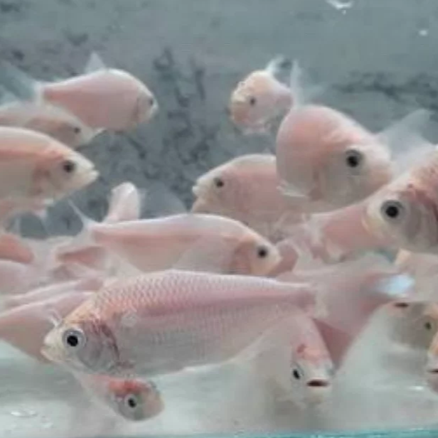 Leucistic Two Spot Tetra (Astyanax bimaculatus)