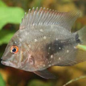 Uaru Cichlid (Uaru Amphiacanthoides)