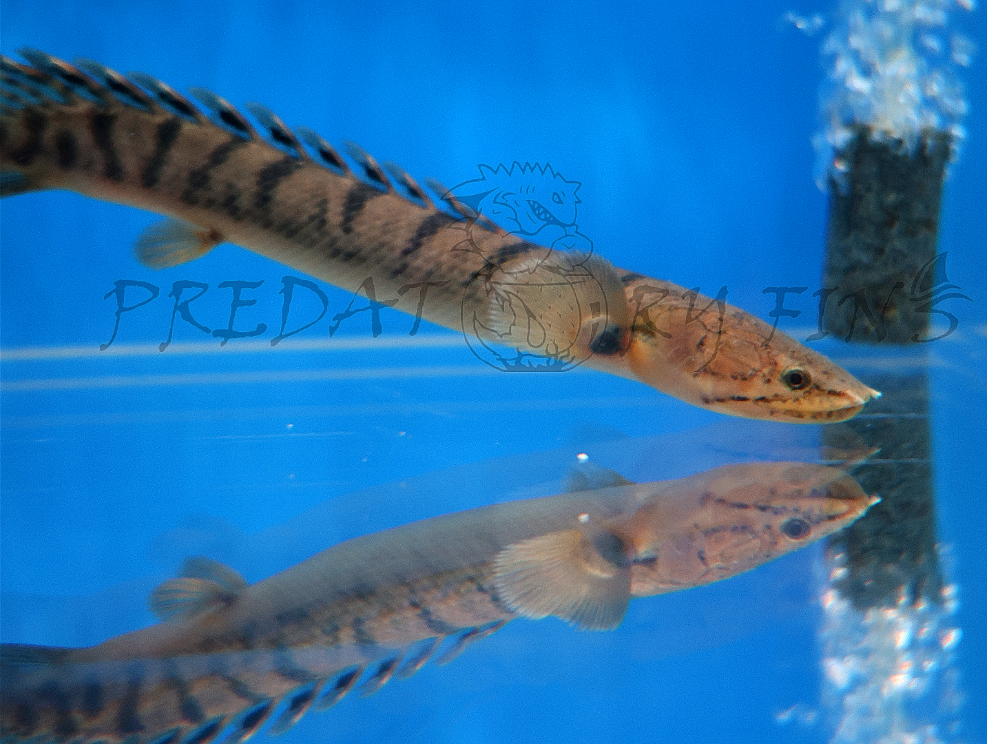 Weeksii Bichir (Polypterus weeksii)