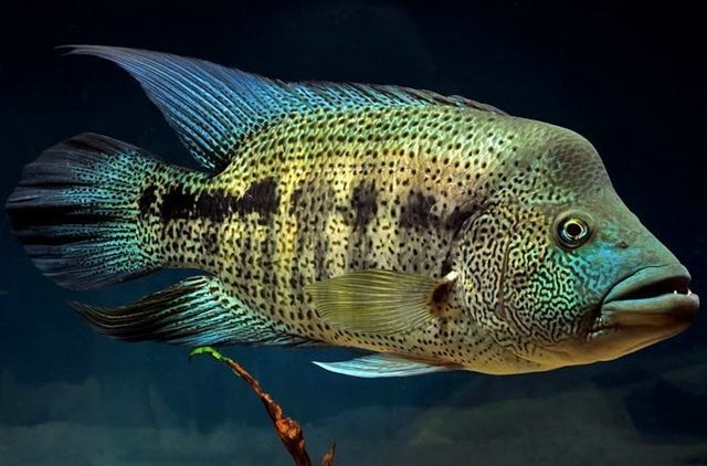 Wolf Cichlid (Parachromis dovii)