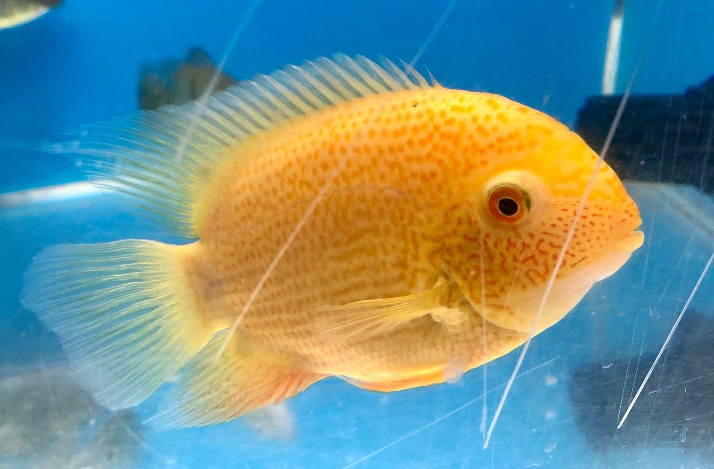 Gold Severum (Heros severus)