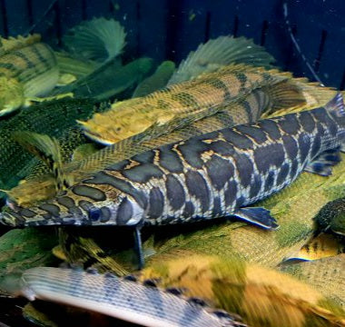 Trinity Spotted Gar (Lepisosteus oculatus)