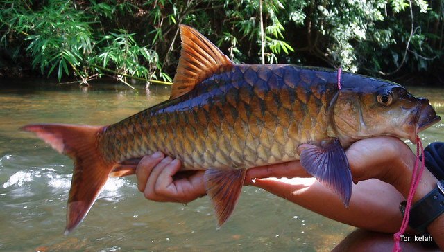 Red Mahseer (Tor sinensis)
