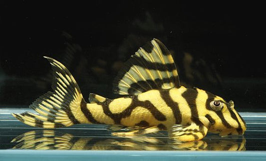 L236 Super Yellow Pleco (Hypancistrus sp)