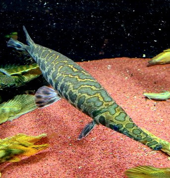 Trinity Spotted Gar (Lepisosteus oculatus)
