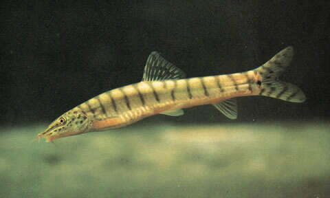 Point Face Golden Loach (Parabotia kiangsiensis)
