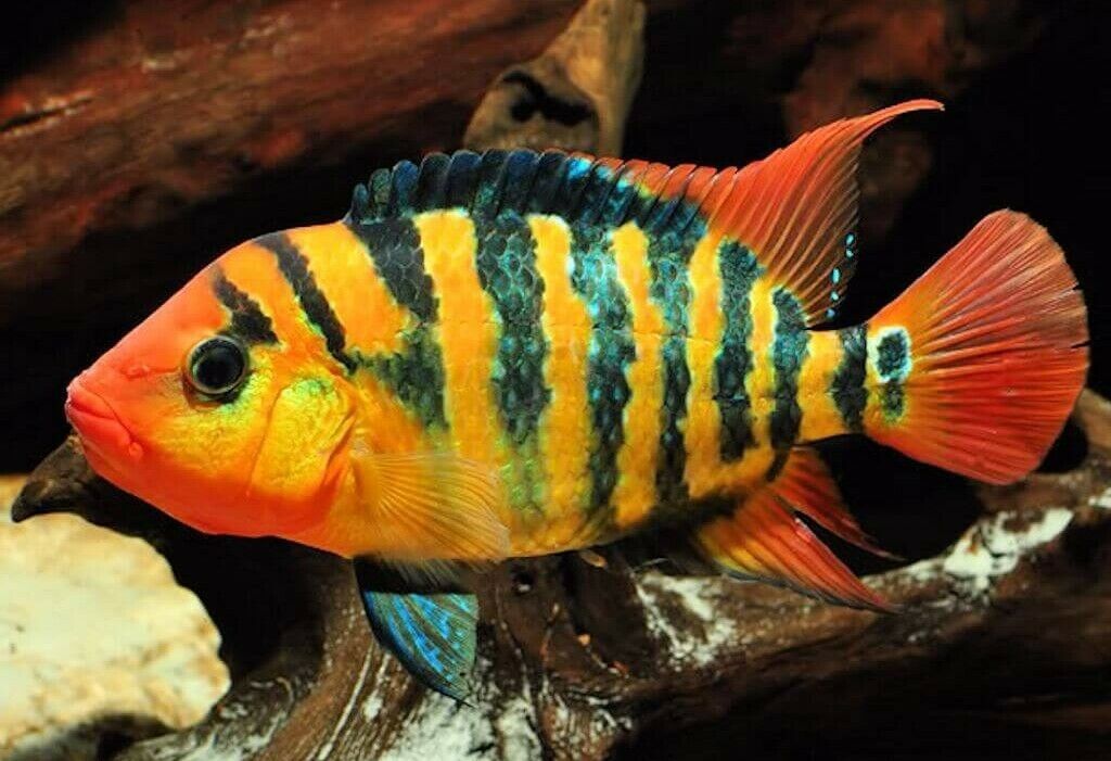 True Red Terror Cichlid (Mesoheros festae)