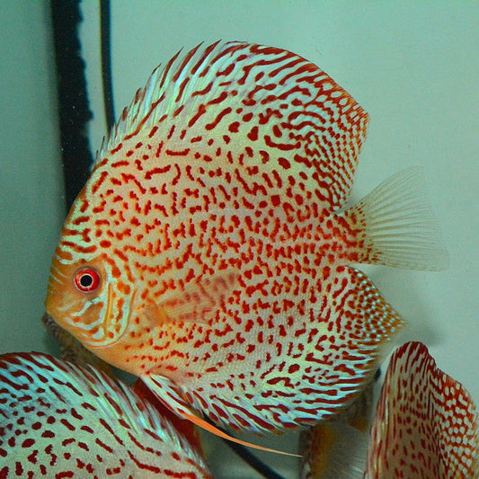 Red Spotted Leopard Discus (Symphysodon aequifaciatus)