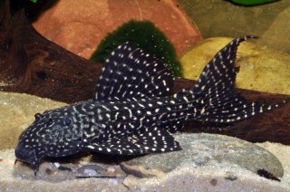 L452 Mustang Cactus Pleco (Pseudcanthicus sp.)