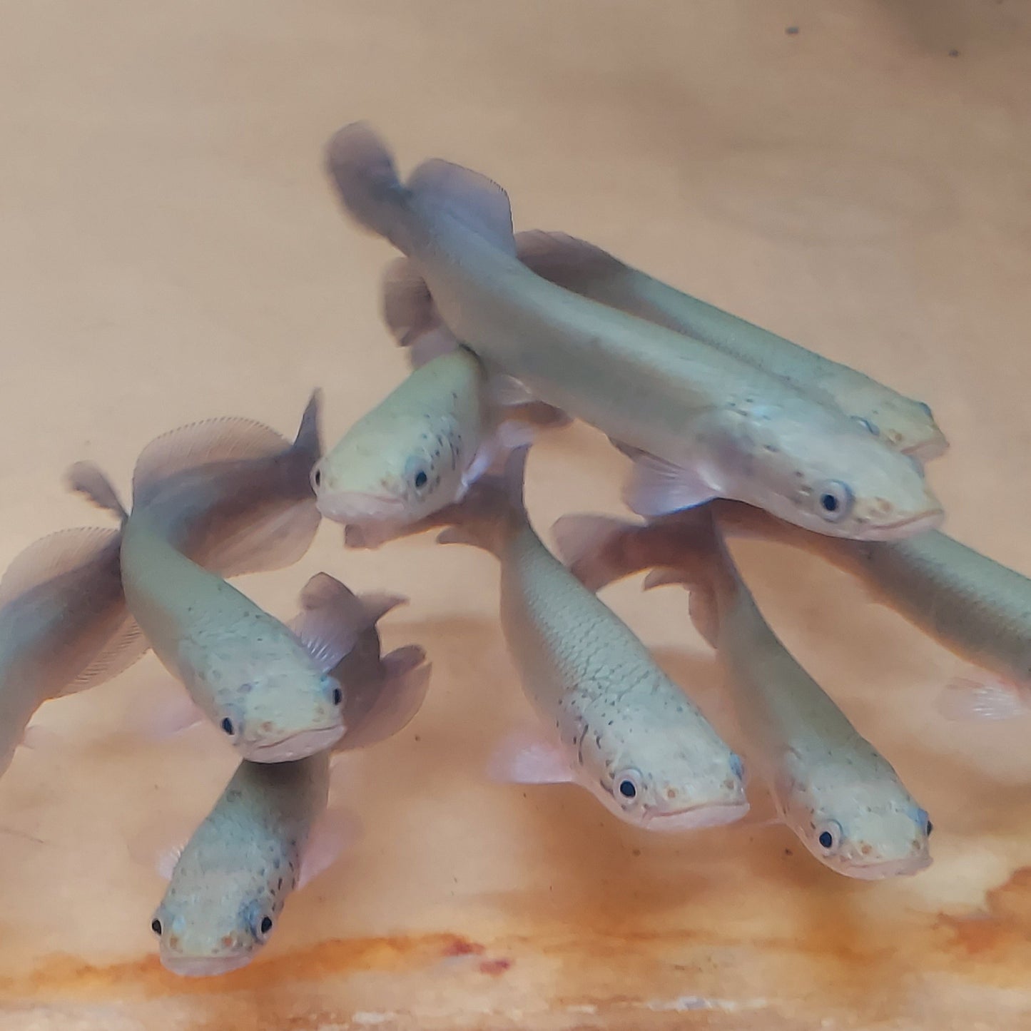 Arapaima (Arapaima gigas)