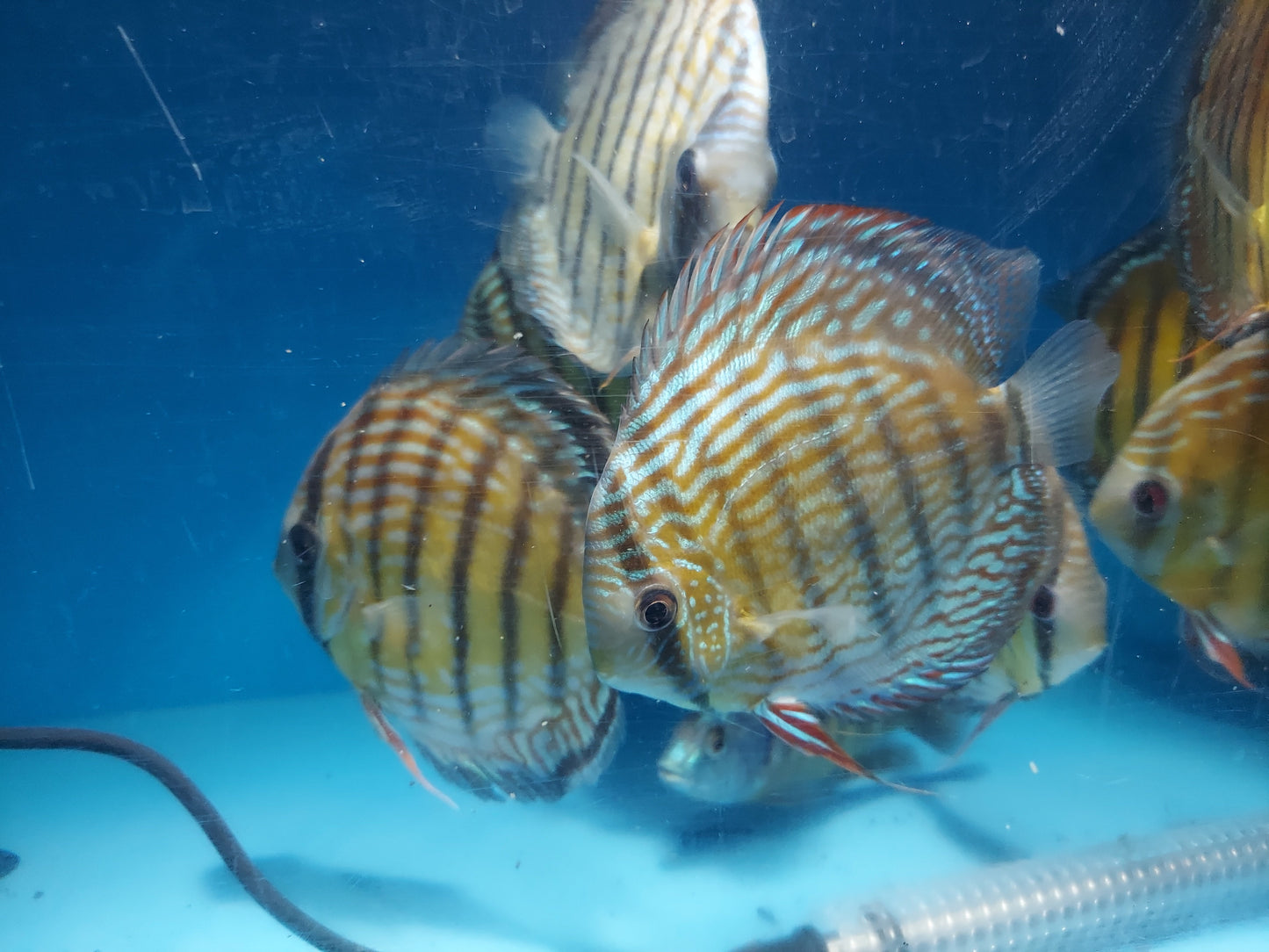 Wild Royal Discus (Symphysodon aequifasciata)