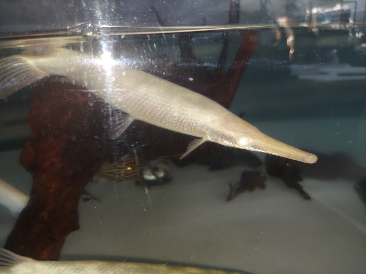 Albino Golden Florida Gar (Lepisosteus platyrhincus)