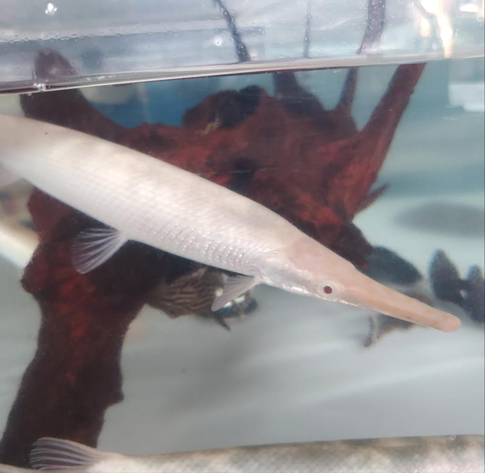 Albino Golden Florida Gar (Lepisosteus platyrhincus)