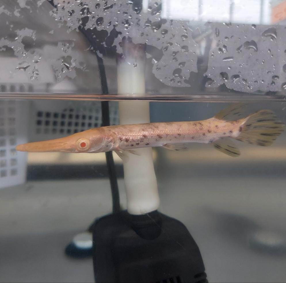 Golden Marble Alligator Gar (Atractosteus spatula)