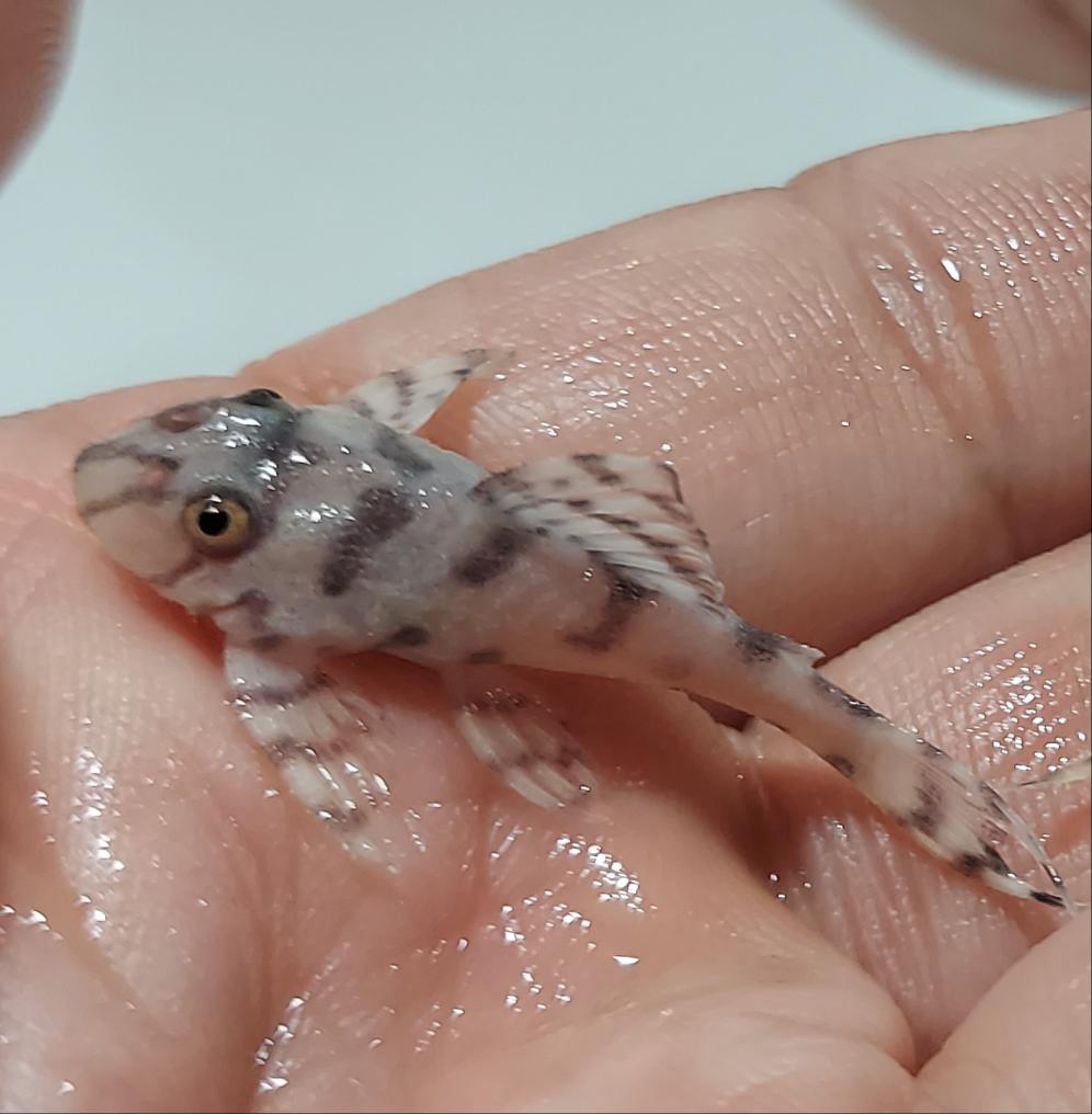 L236 SW Super White Pleco (Hypancistrus sp)