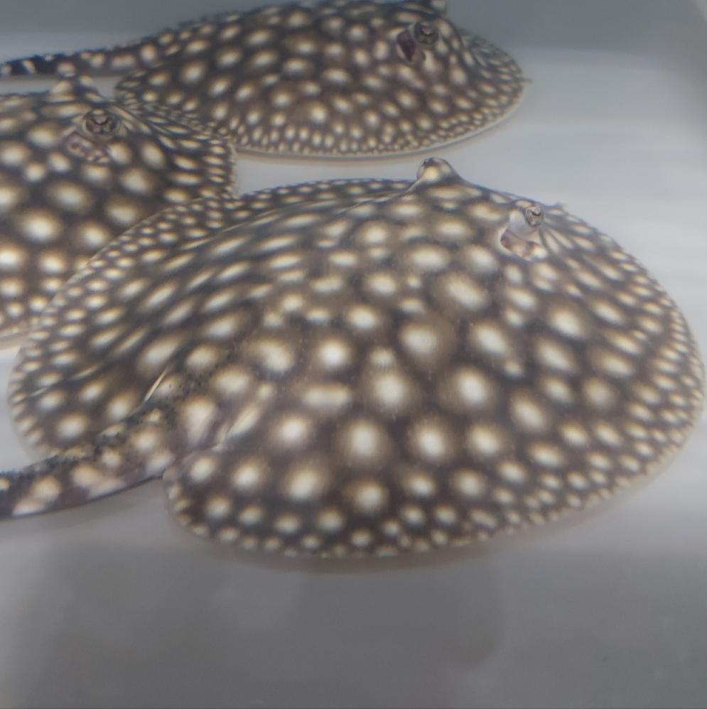 Galaxy P14 Stingray (Potamotrygon albimaculata)