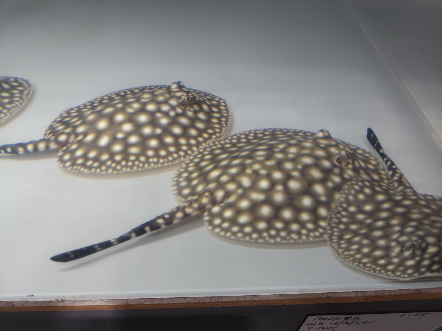 Galaxy P14 Stingray (Potamotrygon albimaculata)
