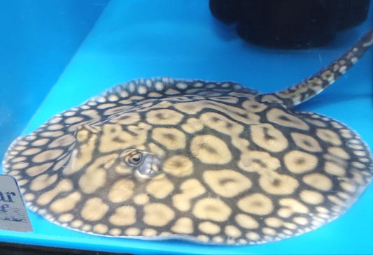 Designer Hybrid Stingray (Potamotrygon sp)
