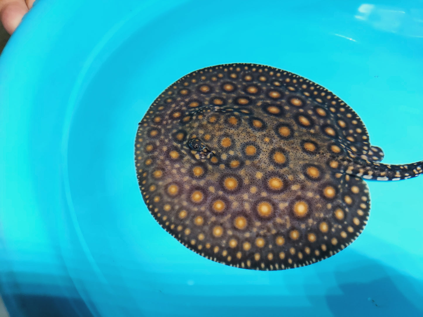 Super Spot Designer Hybrid Freshwater Stingray (Potamotrygon sp)