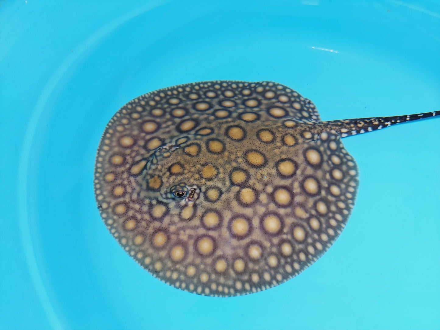 Super Spot Designer Hybrid Freshwater Stingray (Potamotrygon sp)