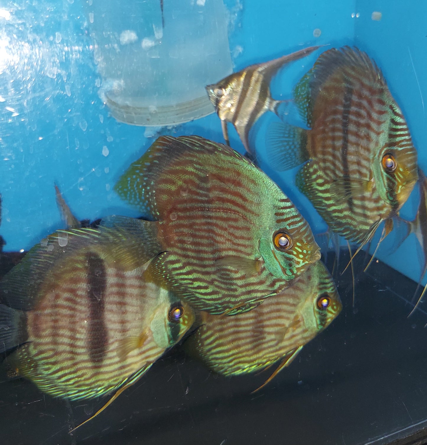 Blue Face Heckel Discus (Symphysodon aequifaciatus)