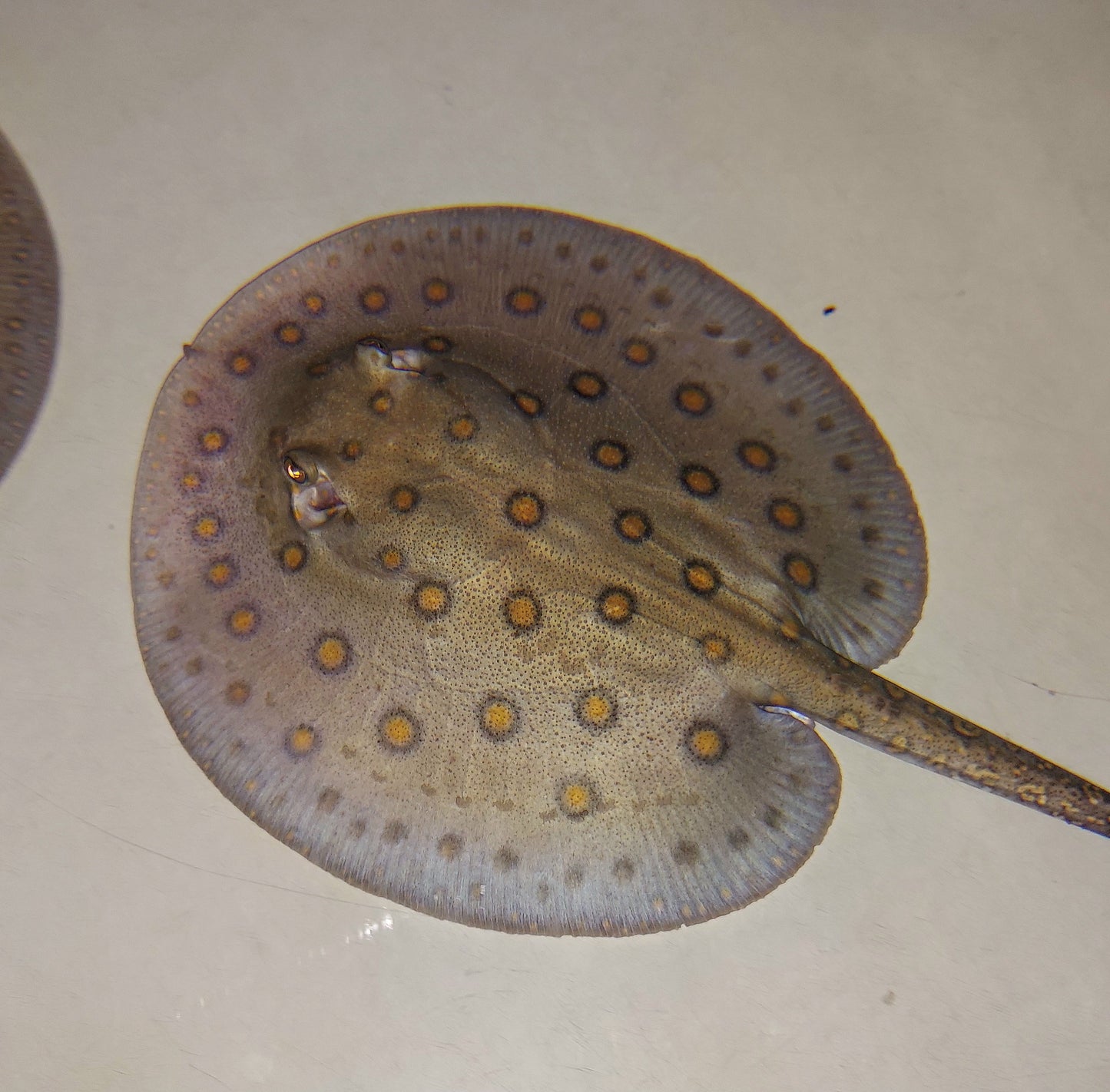 Motoro Stingray (Potamotrygon motoro)