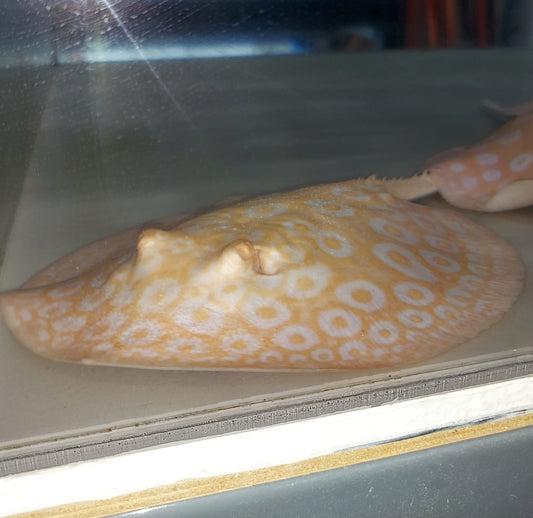 Golden Base Albino Pearl Stingray (Potamotrygon jabuti)