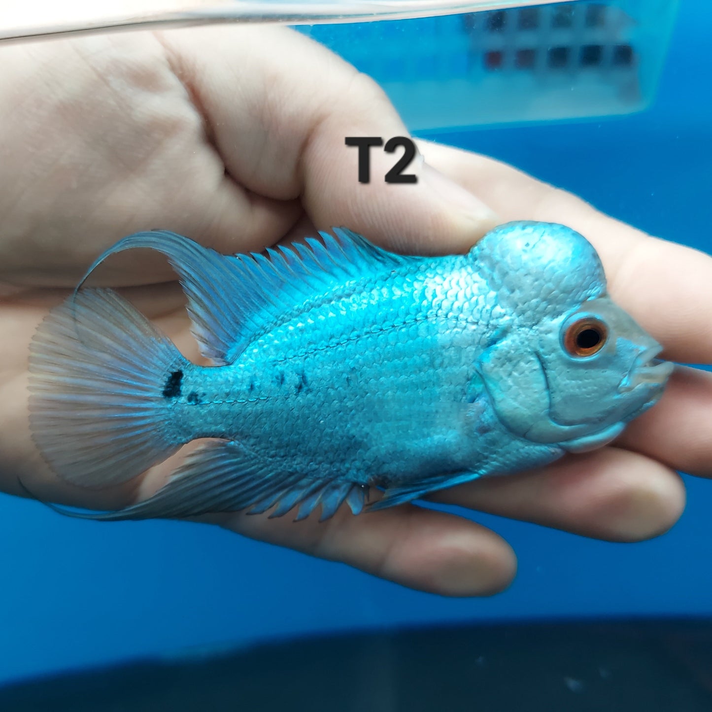 Blue Thai Silk Flowerhorn Cichlid (Cichlasoma sp)