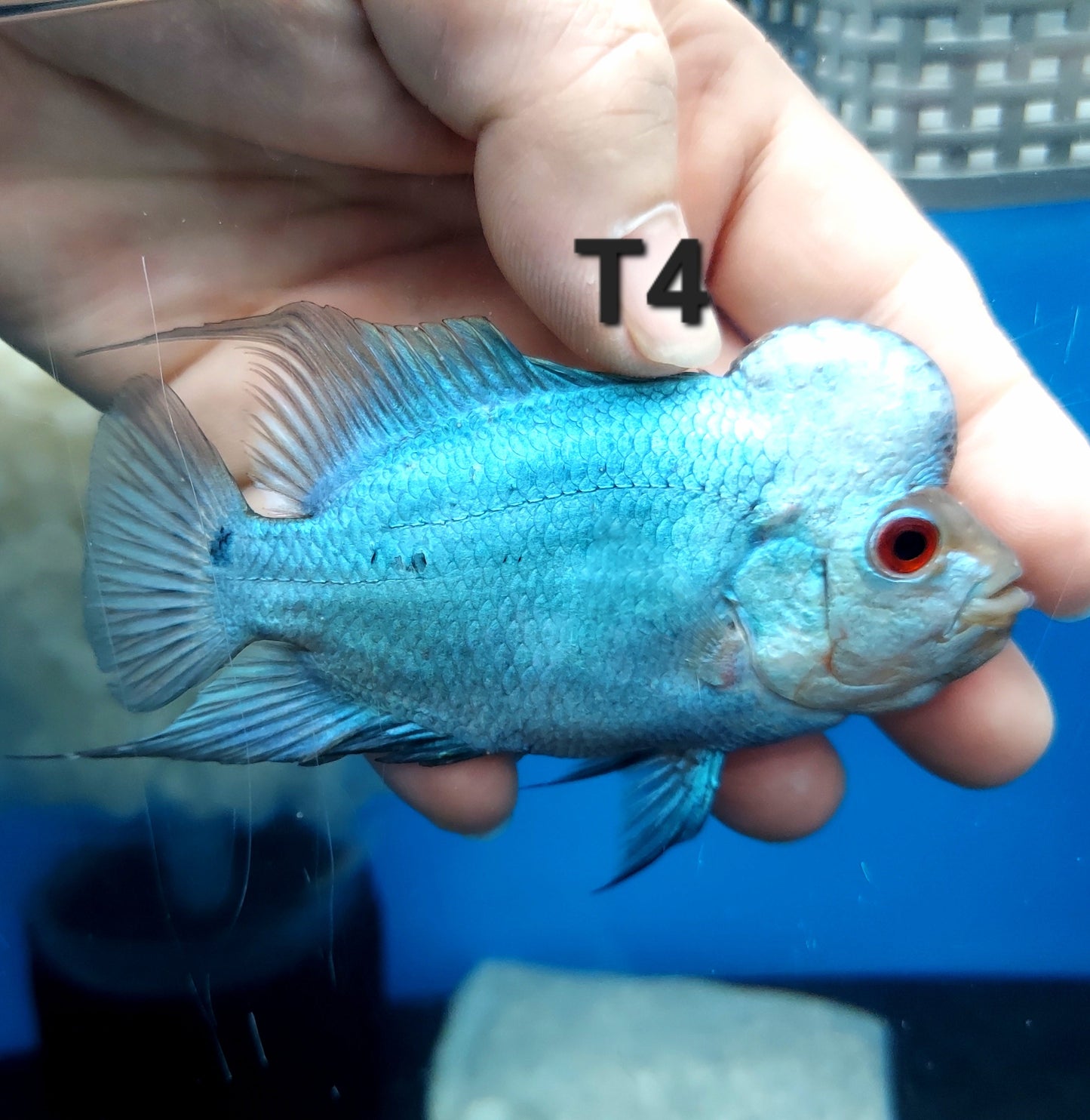 Blue Thai Silk Flowerhorn Cichlid (Cichlasoma sp)