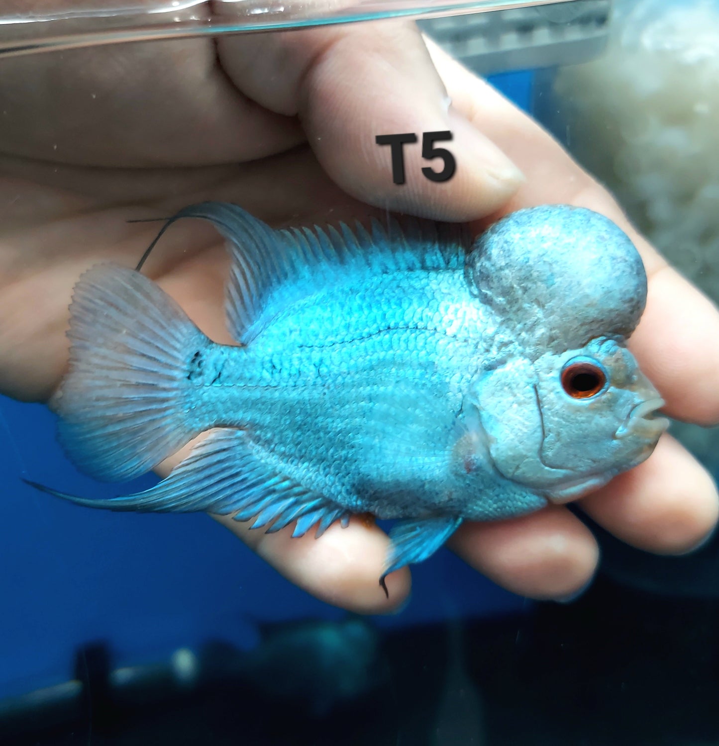 Blue Thai Silk Flowerhorn Cichlid (Cichlasoma sp)