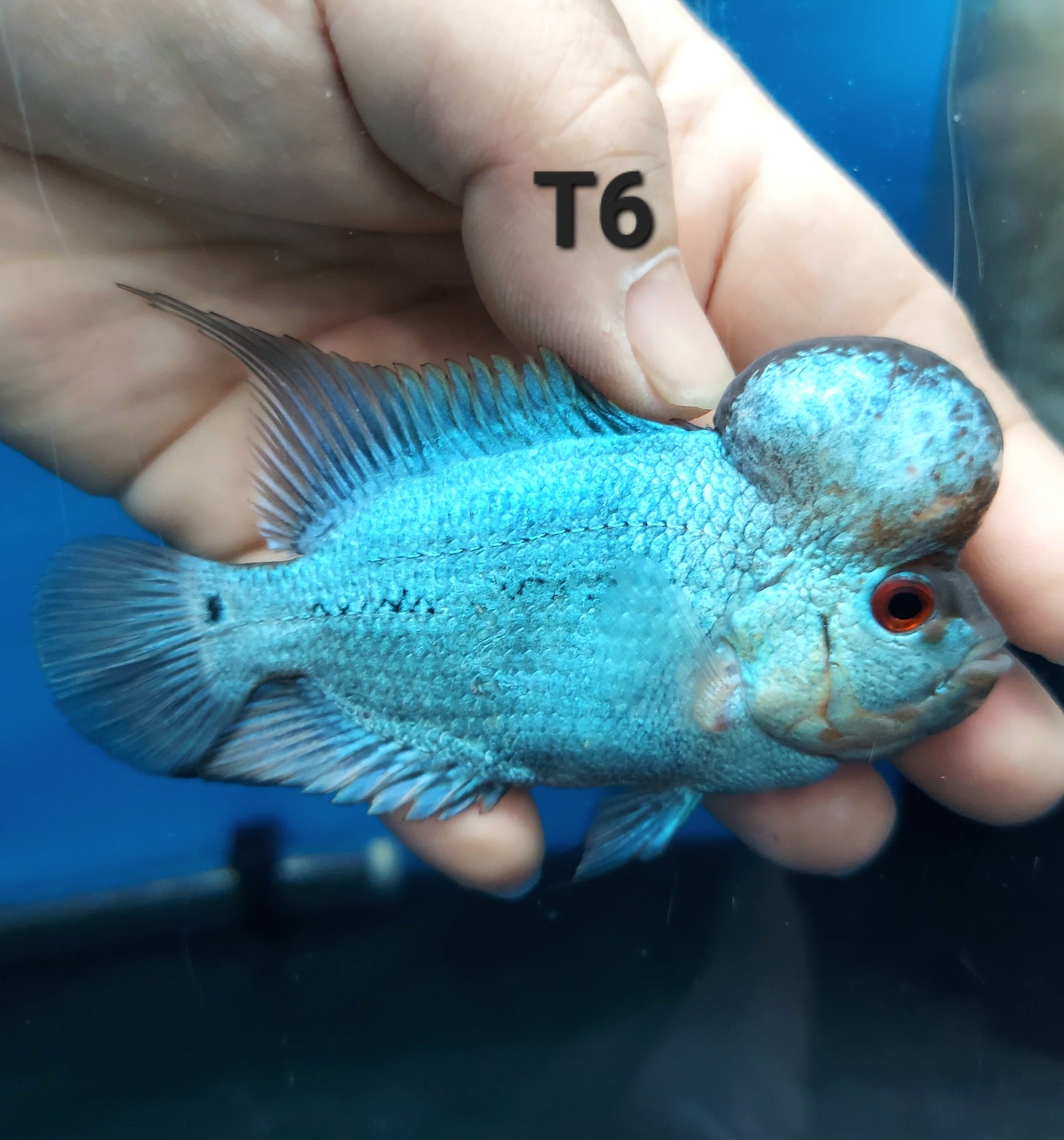 Blue Thai Silk Flowerhorn Cichlid (Cichlasoma sp)