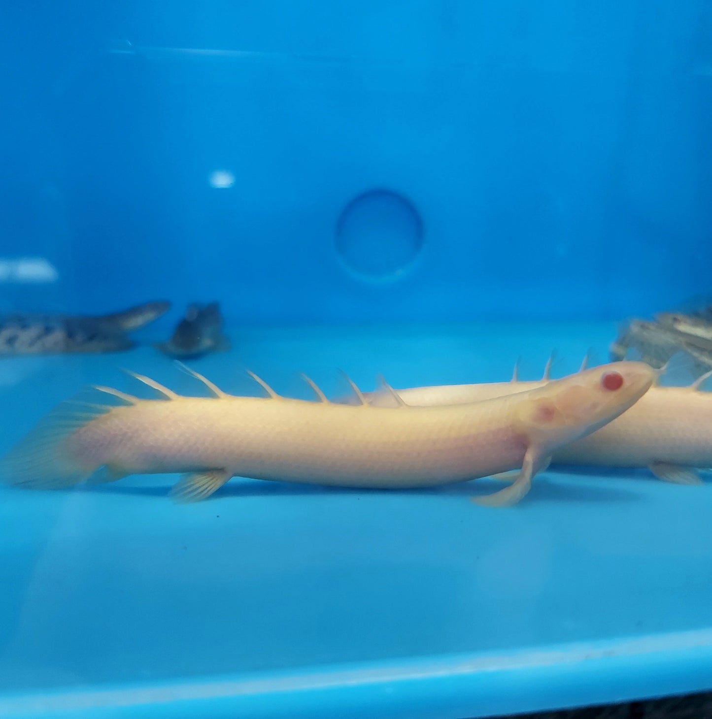 Albino Senegal Bichir (Polypterus senegalus)