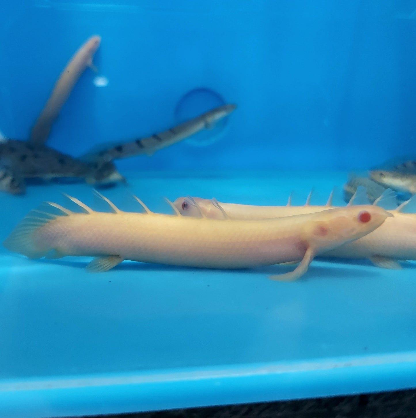 Albino Senegal Bichir (Polypterus senegalus)