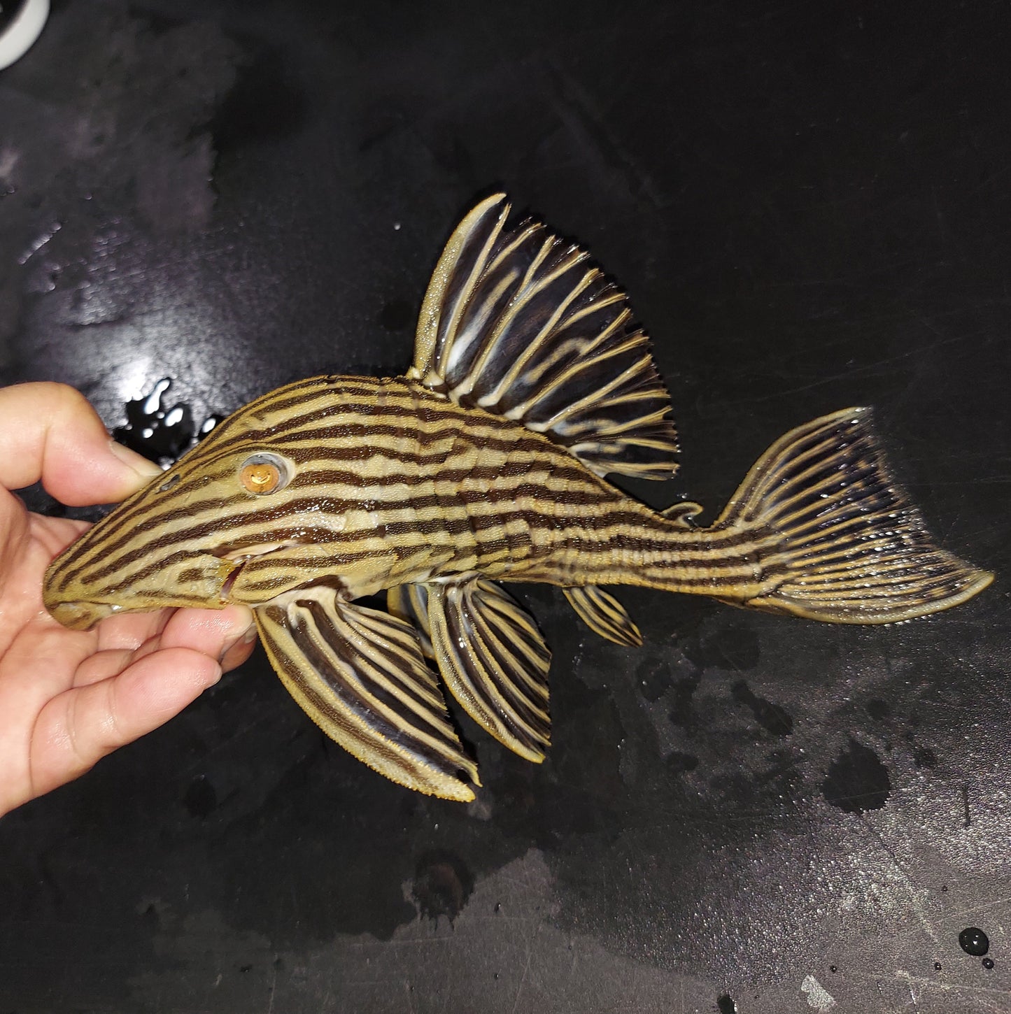 L027 Araguaia Gold Line Royal Pleco (Panaque armbrusteri)