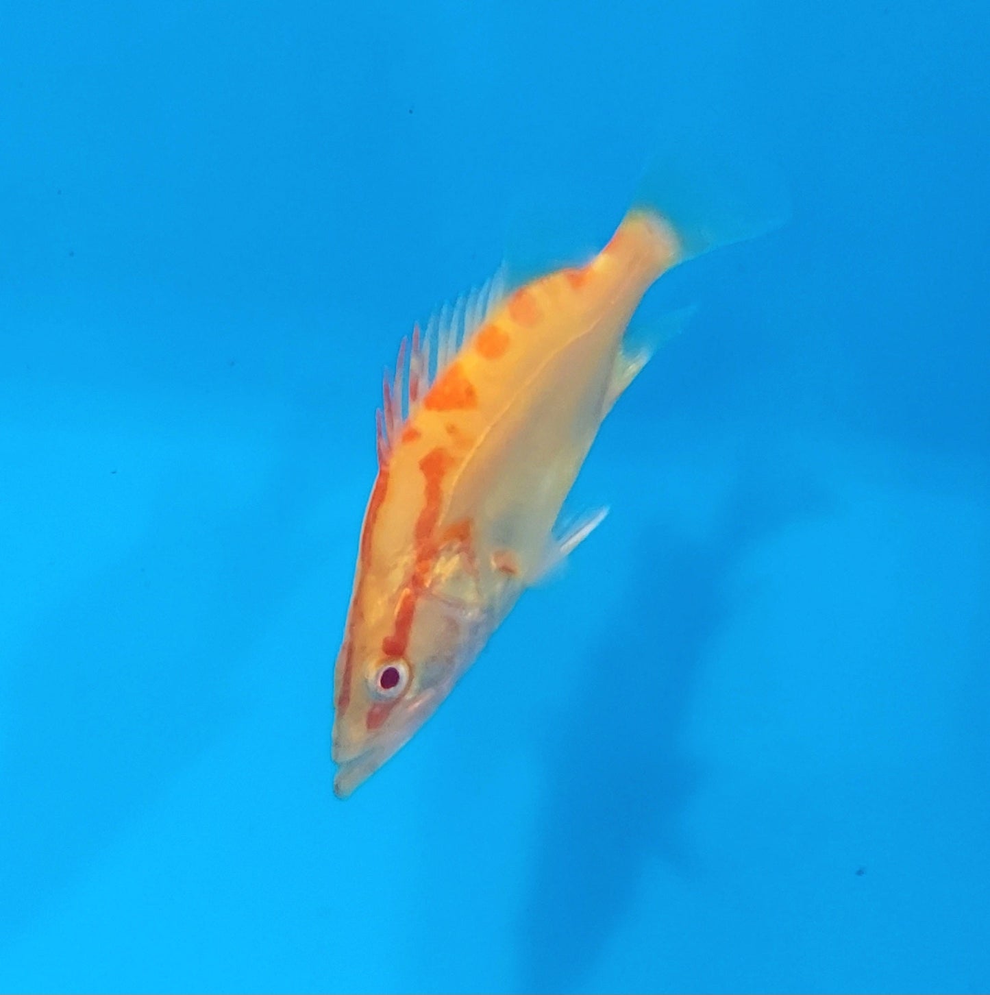 Albino Chinese Perch (Siniperca chuatsi)