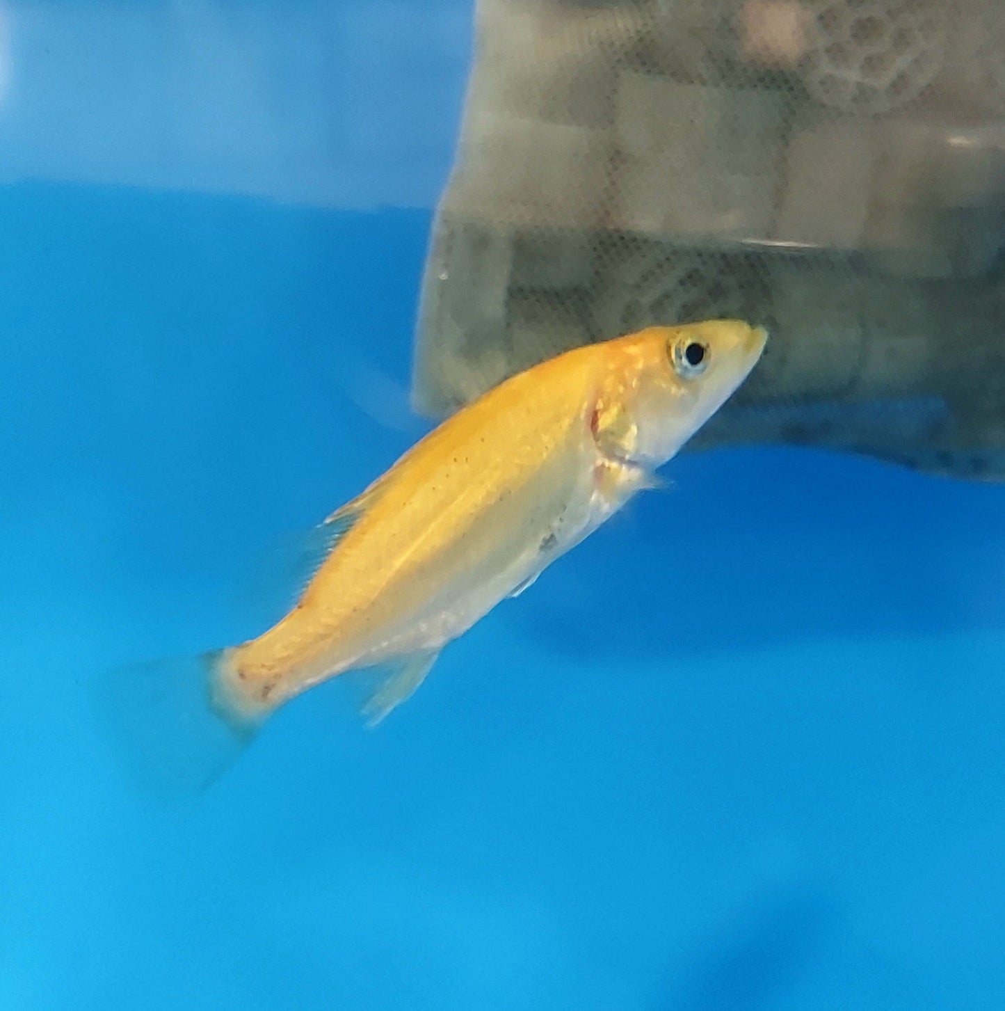 Golden / White Mandarin Perch (Siniperca scherzeri)