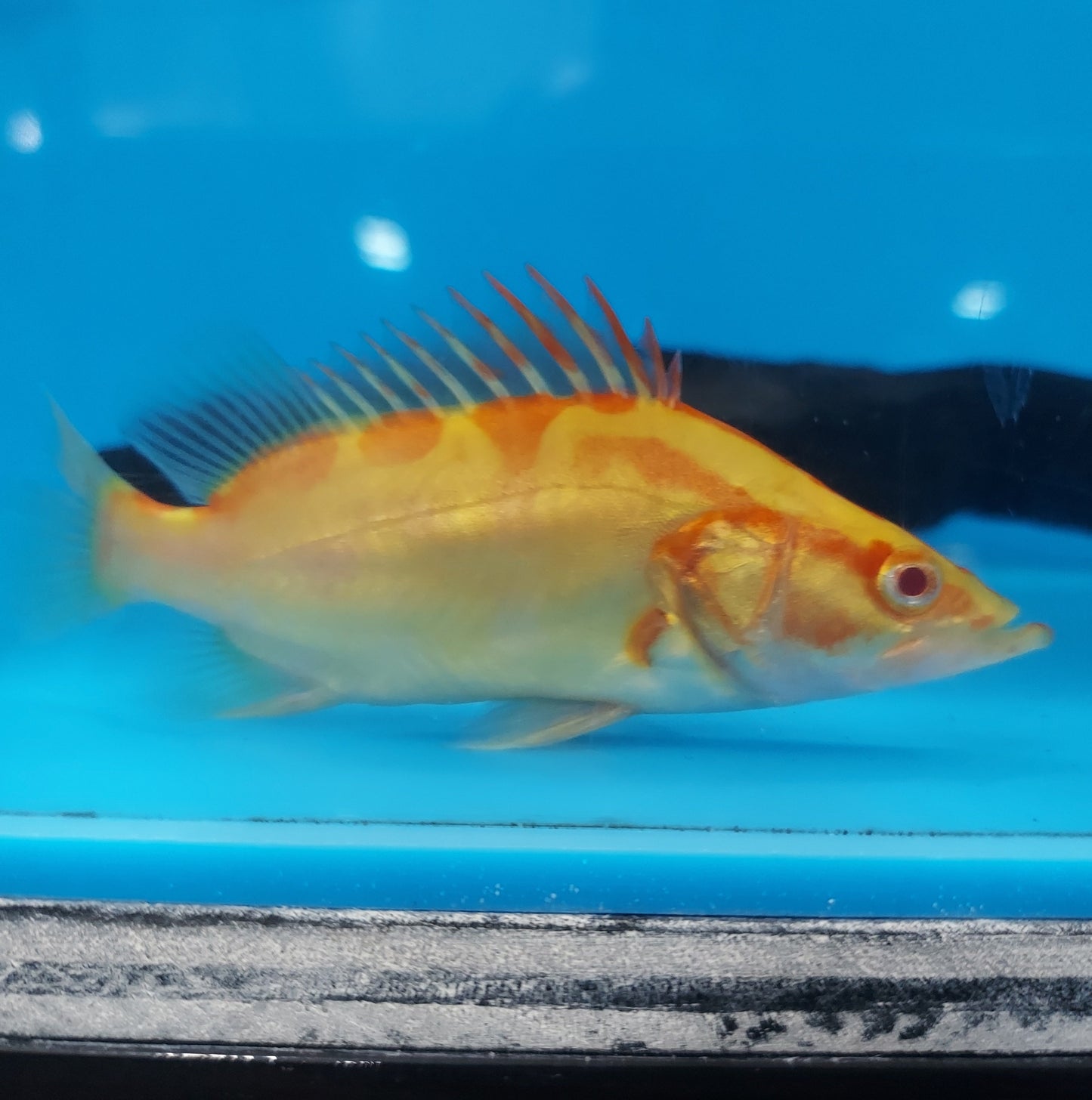 Albino Chinese Perch (Siniperca chuatsi)