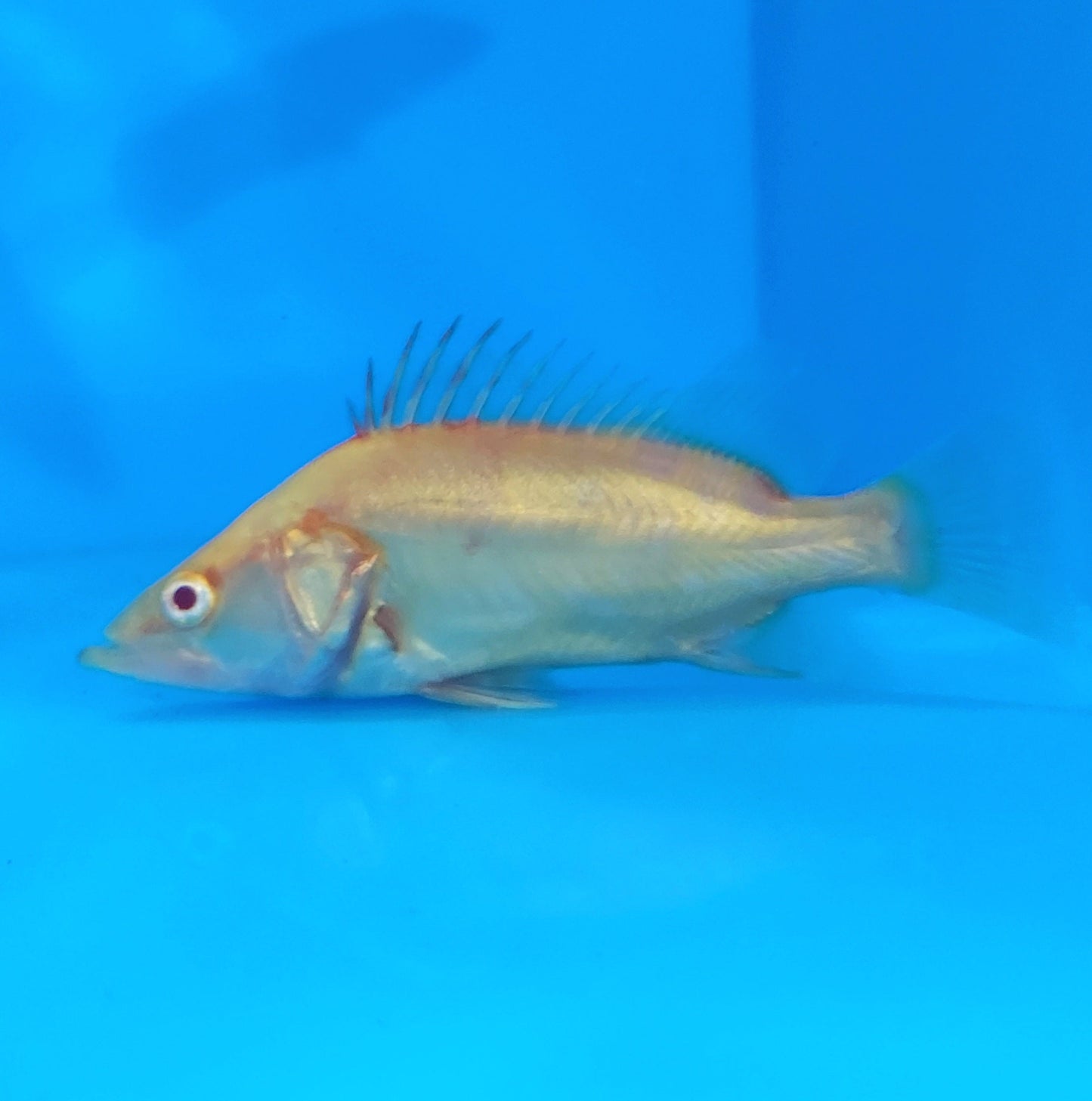 Albino Chinese Perch (Siniperca chuatsi)