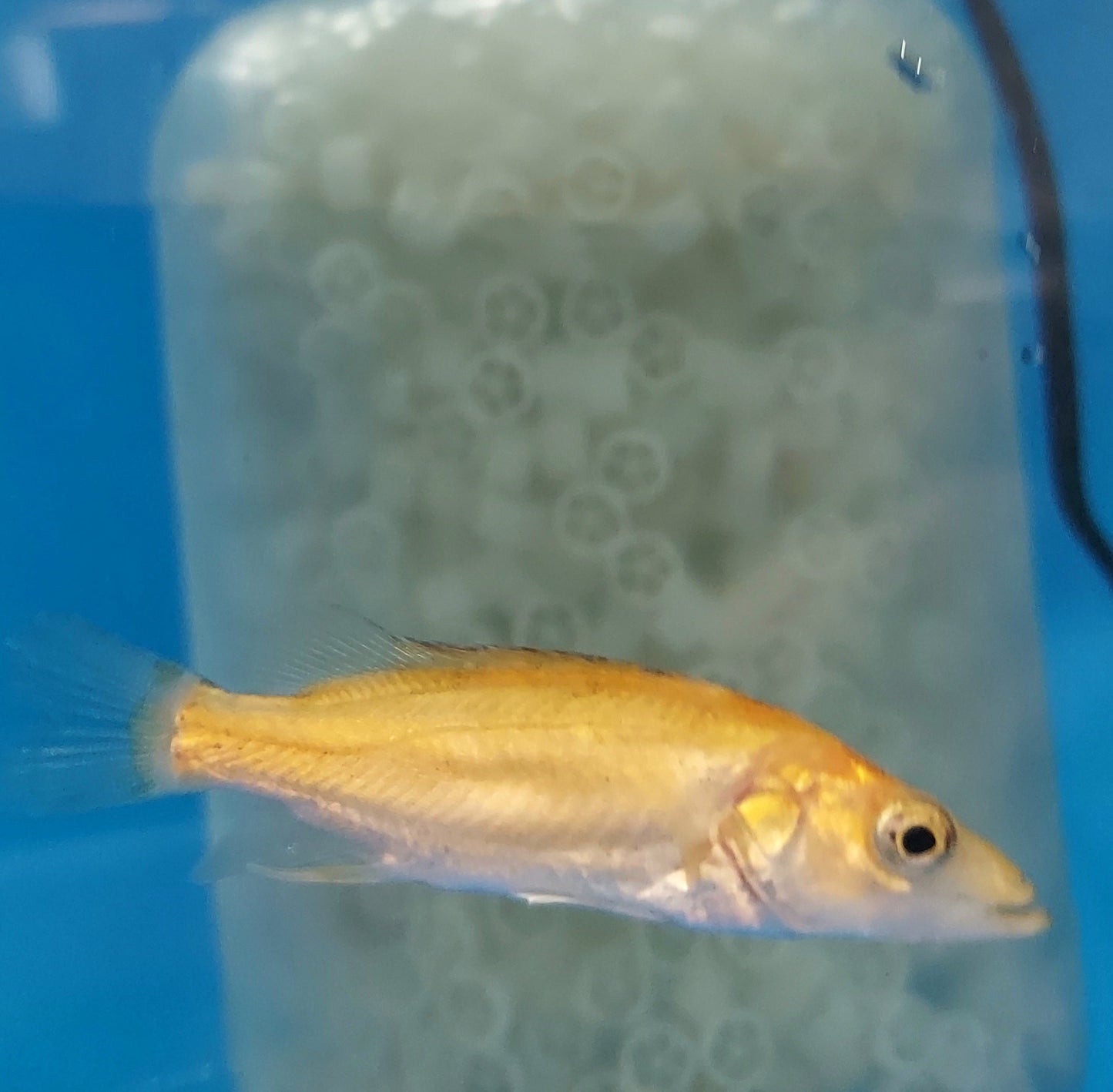 Golden / White Mandarin Perch (Siniperca scherzeri)