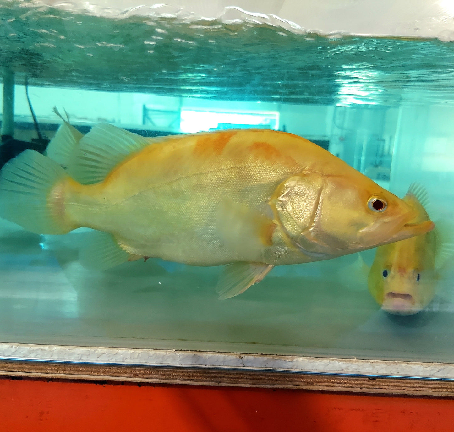 Albino Chinese Perch (Siniperca chuatsi)