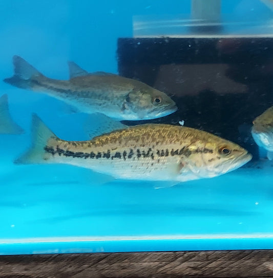 Tiger Largemouth Bass (Micropterus sp)