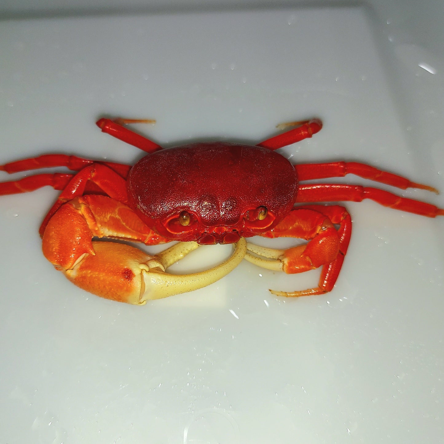 Red Pirate Crab (Vietorintalia rubrum)